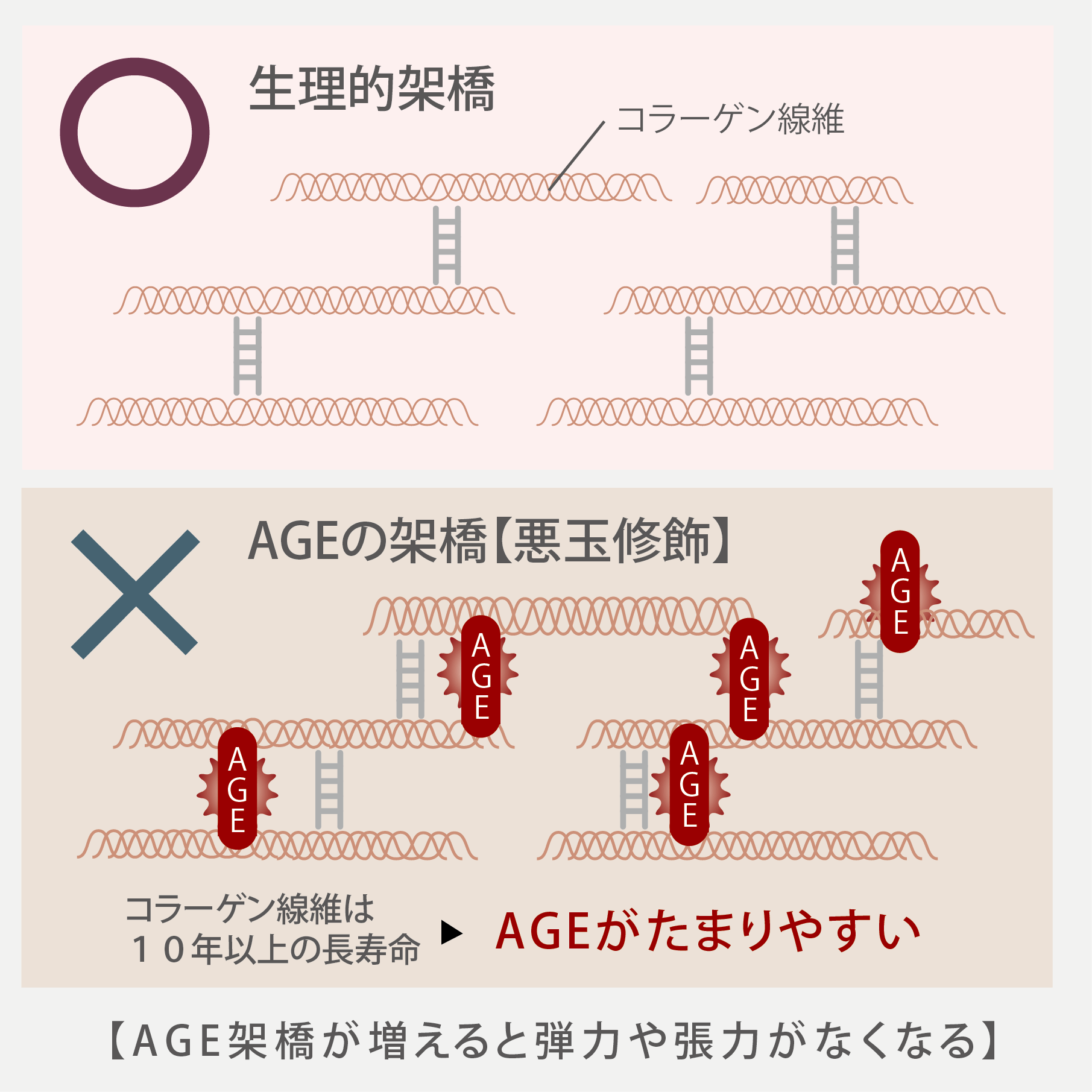 AGEとコラーゲン繊維の関係図1